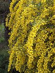 Arten tårakacia (Acacia salign).