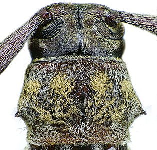 Pronotum