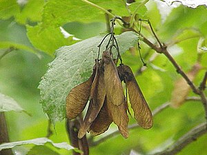 Botanica Acer: Descrizione, Distribuzione e habitat, Tassonomia