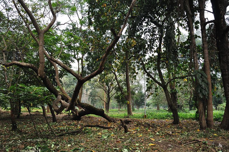 File:Acharya Jagadish Chandra Bose Indian Botanic Garden - Howrah 2011-02-20 1531.JPG