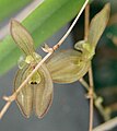 Acianthera octophrys