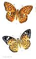 Acidalia castetsi = Argynnis hyperbius castetsi