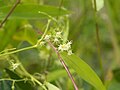 花序・雄花