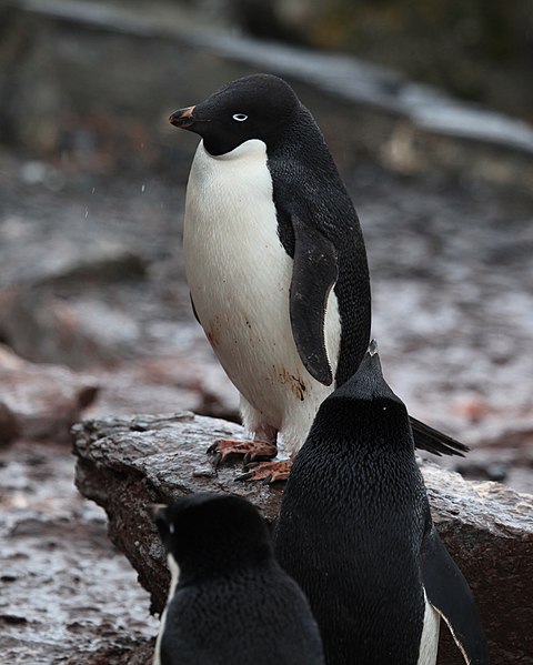 File:Adélie Penguin at Shingle Cove (5917667626).jpg