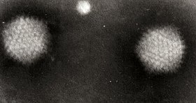 Adenovirus 4.jpg