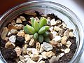 Miniatura per Adromischus schuldtianus