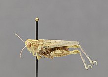 Aeoloplides californicus әйелдер CSU ENT0063267.jpg