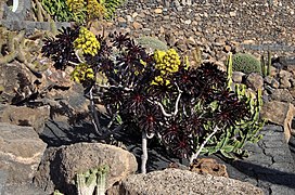 Aeonium arboreum 'Atropurpureum'