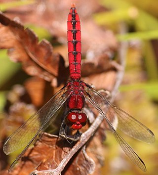 <i>Aethriamanta rezia</i> Species of dragonfly