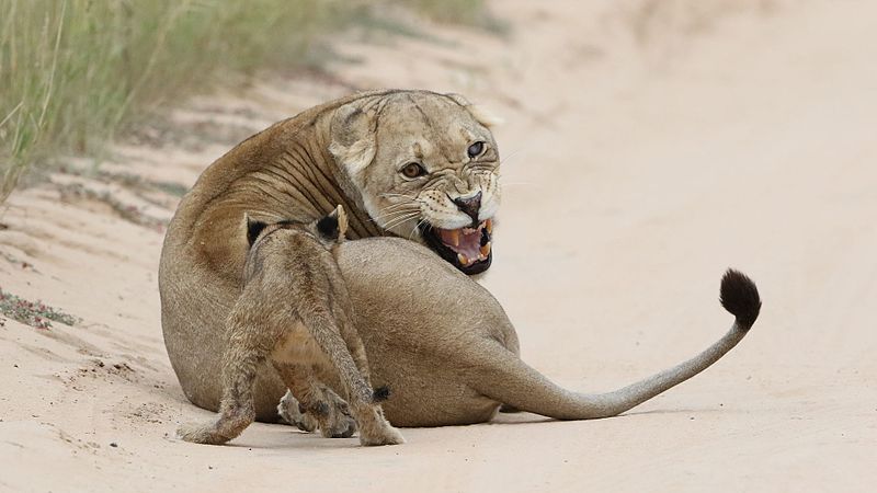 File:African lion, Panthera leo at Kgalagadi Transfrontier Park, Northern Cape, South Africa (34627209581).jpg