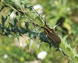 Agapanthia nicosiensis