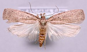 Agonopterix subpropinquella.jpg