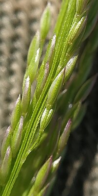 Agrostis clavata 44796390.jpg