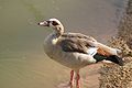 Duck at Al Ain Zoo