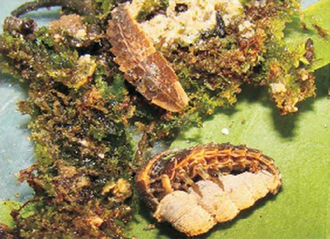 An early stage larva of Alecton discoidalis feeding on the land snail Torrella immersa in captivity Alecton discoidalis and Torrella immersa 2.png