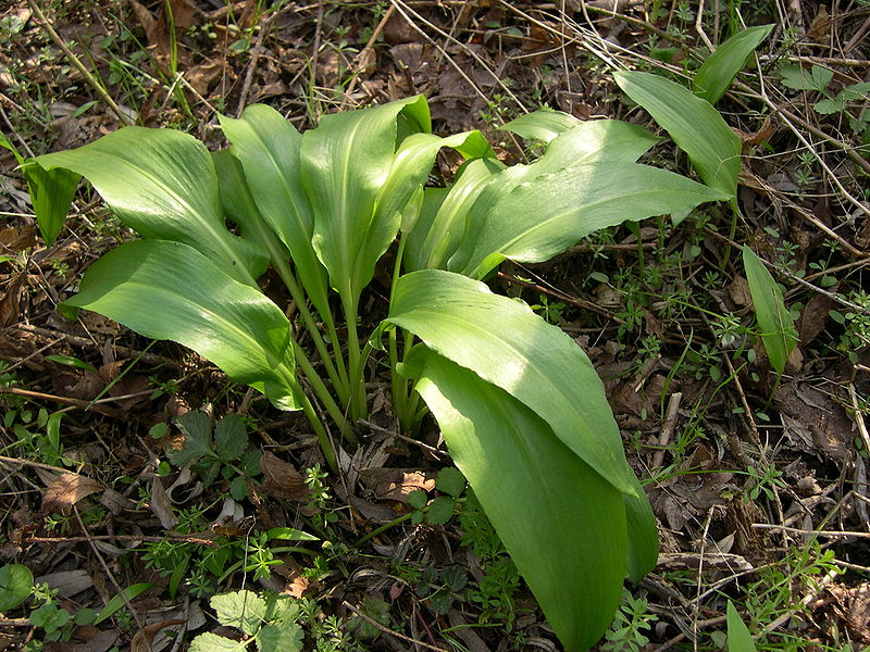 File:Allium ursinum.JPG