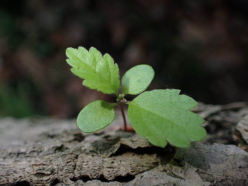 File:Alnus glutinosa kz09.jpg