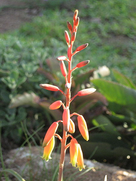 File:Aloe cannellii 1 (4332262227).jpg