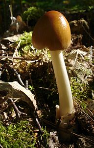 Amanita fulva.jpg