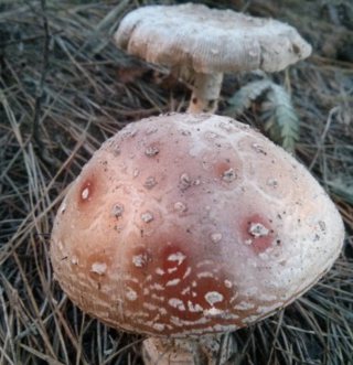 <i>Amanita yema</i> Species of fungus