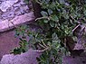Liggende majer (Amaranthus deflexus)