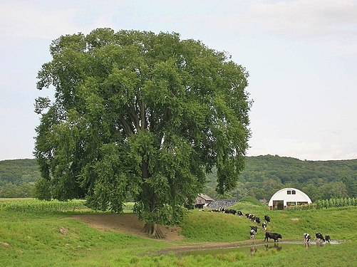 American elm tree on a farm in Massachusetts