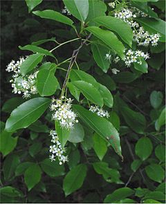 Floroj kaj folioj de la malfrua prunuso