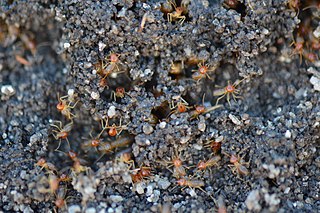 <i>Amitermes hastatus</i> Species of termite endemic to Fynbos in the Western Cape of South Africa