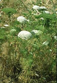 Visnaga