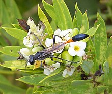 Ammophila species (39838818381).jpg