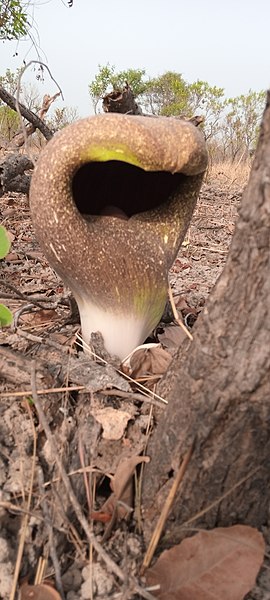 File:Amorphophallus dracontioides.jpg