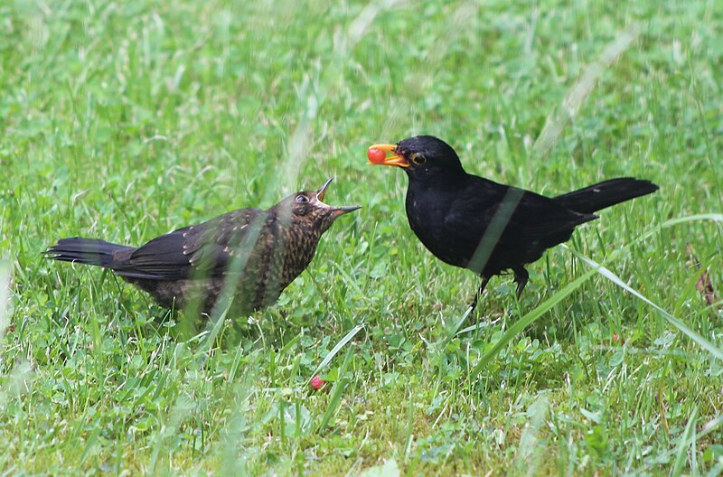 File:Amsel füttert Jungtier.jpg