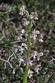 Anacamptis israelitica flowers Israel - Upper Galilee