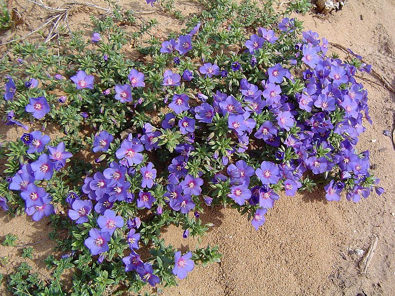 File:Anagallis linifolia L.jpg