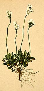 Androsace obtusifolia Atlas Alpenflora.jpg
