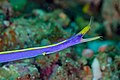 * Nomination Ribbon eel (Rhinomuraena quaesita), Anilao, Philippines --Poco a poco 07:54, 28 February 2024 (UTC) * Promotion  Support Good quality. --Mike Peel 01:03, 8 March 2024 (UTC)