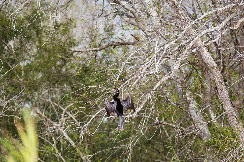 File:Anhinga (46817976471).jpg