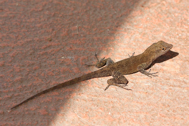 File:Anolis cristatellus in Picard, Dominica-2012 02 01 0242.JPG