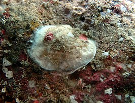 Anomia achaeus