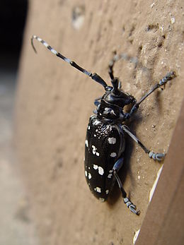 Citrinmedinis ūsuotis (Anoplophora chinensis)