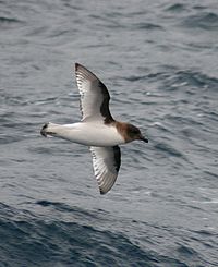 Antarctic Petrel 3.jpg