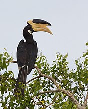 Anthracoceros coronatus -Yala-Nationalpark, Sri Lanka-8.jpg