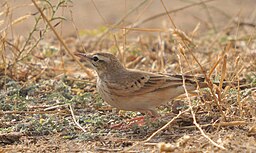 Anthus campestris-3