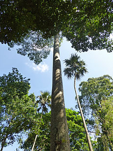 Antiaris toxicaria-Jardin botanique de Kandy (2).jpg