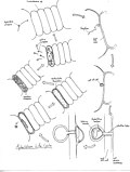 Thumbnail for Aphelidium tribonemae