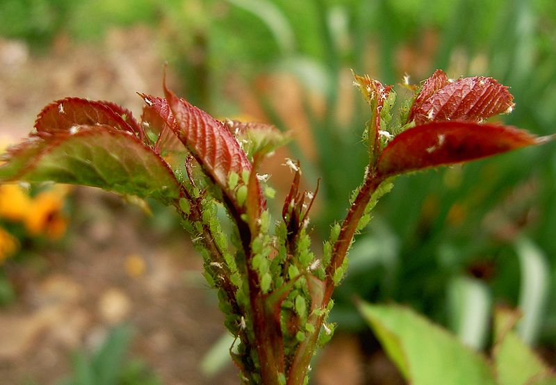 File:Aphids.jpg