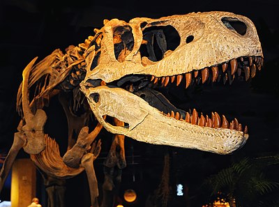 Appalachiosaurus.jpg