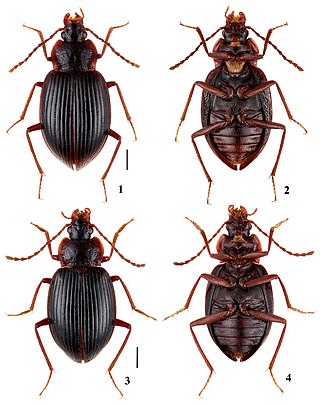 <i>Apteroloma</i> Genus of beetles