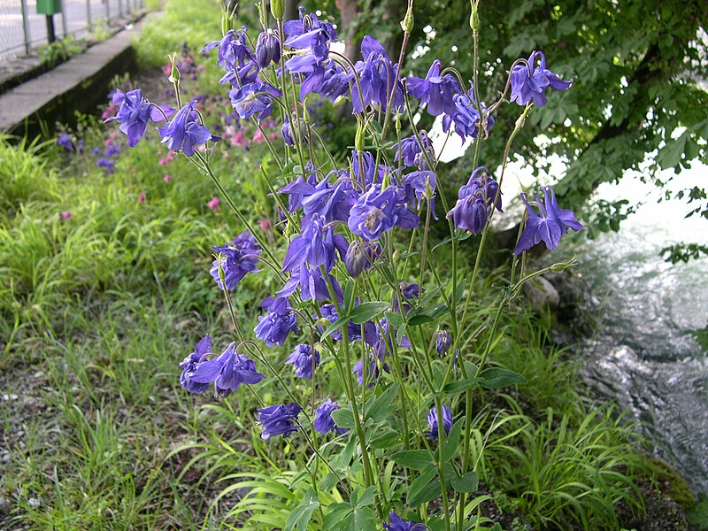 File:Aquilegia vulgaris (1).jpg