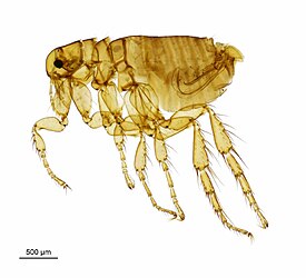 Самец Archaeopsylla erinacei